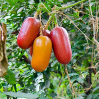 Cassabanana Vegetable Seeds for Gardening