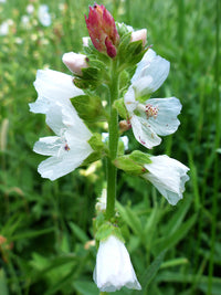 White Checkermallow Flower seeds for Planting - Long Bloom Season, Heirloom & GMO Free Seeds for Home Garden