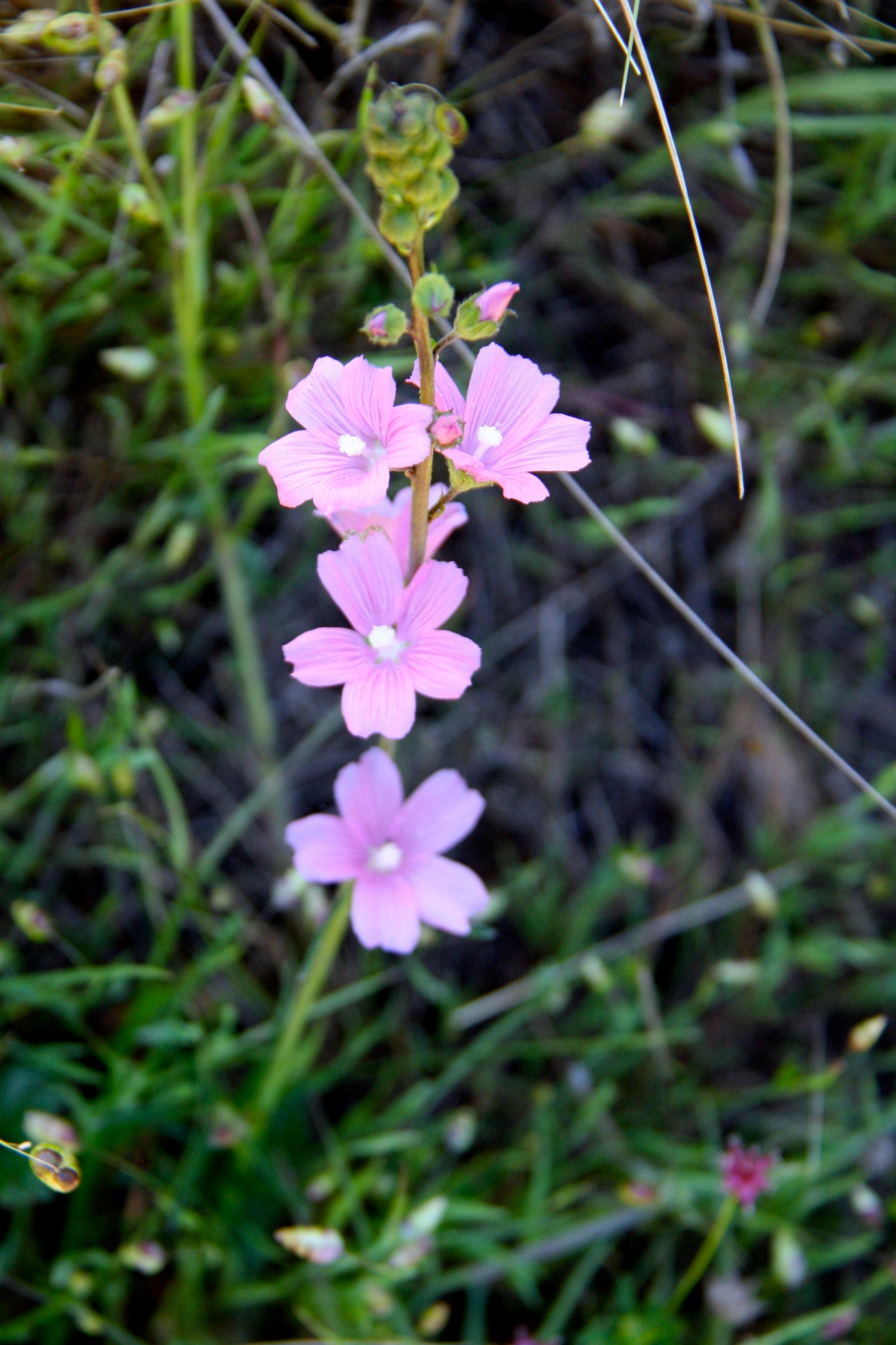 Pink Checkerbloom Flower seeds for Planting - Cottage Garden Essential, Heirloom & GMO Free Seeds for Home Garden