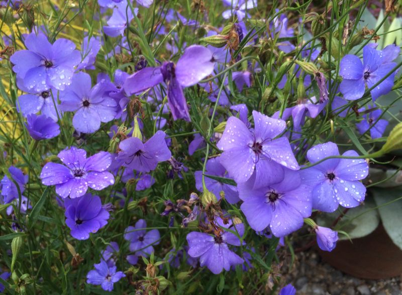 Blue Oculata Flower seeds for Planting - Bright Blooms, Heirloom & GMO Free Seeds for Home Garden