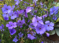 Blue Oculata Flower seeds for Planting - Bright Blooms, Heirloom & GMO Free Seeds for Home Garden