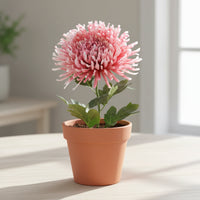 Light Pink Chrysanthemum Flower seeds for Planting - Vibrant Colors, Heirloom & GMO Free Seeds for Home Garden