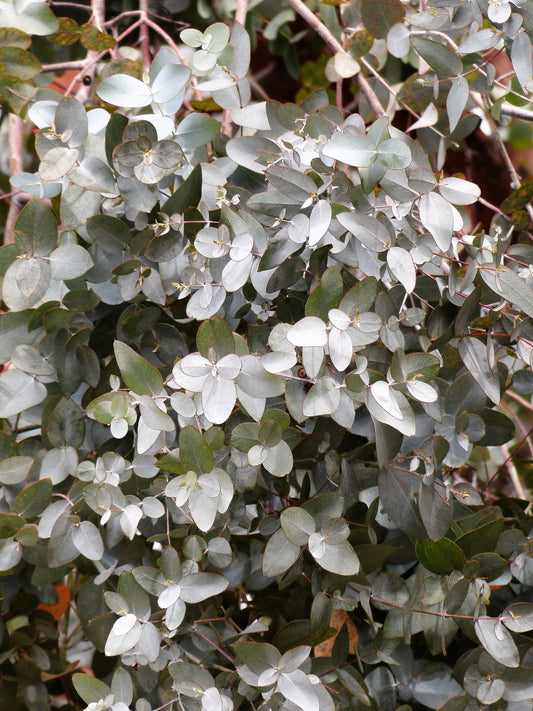 Packet of Silver Box Eucalyptus tree seeds