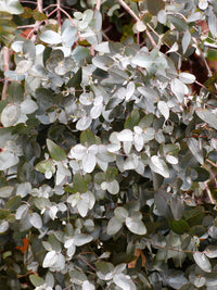Packet of Silver Box Eucalyptus tree seeds