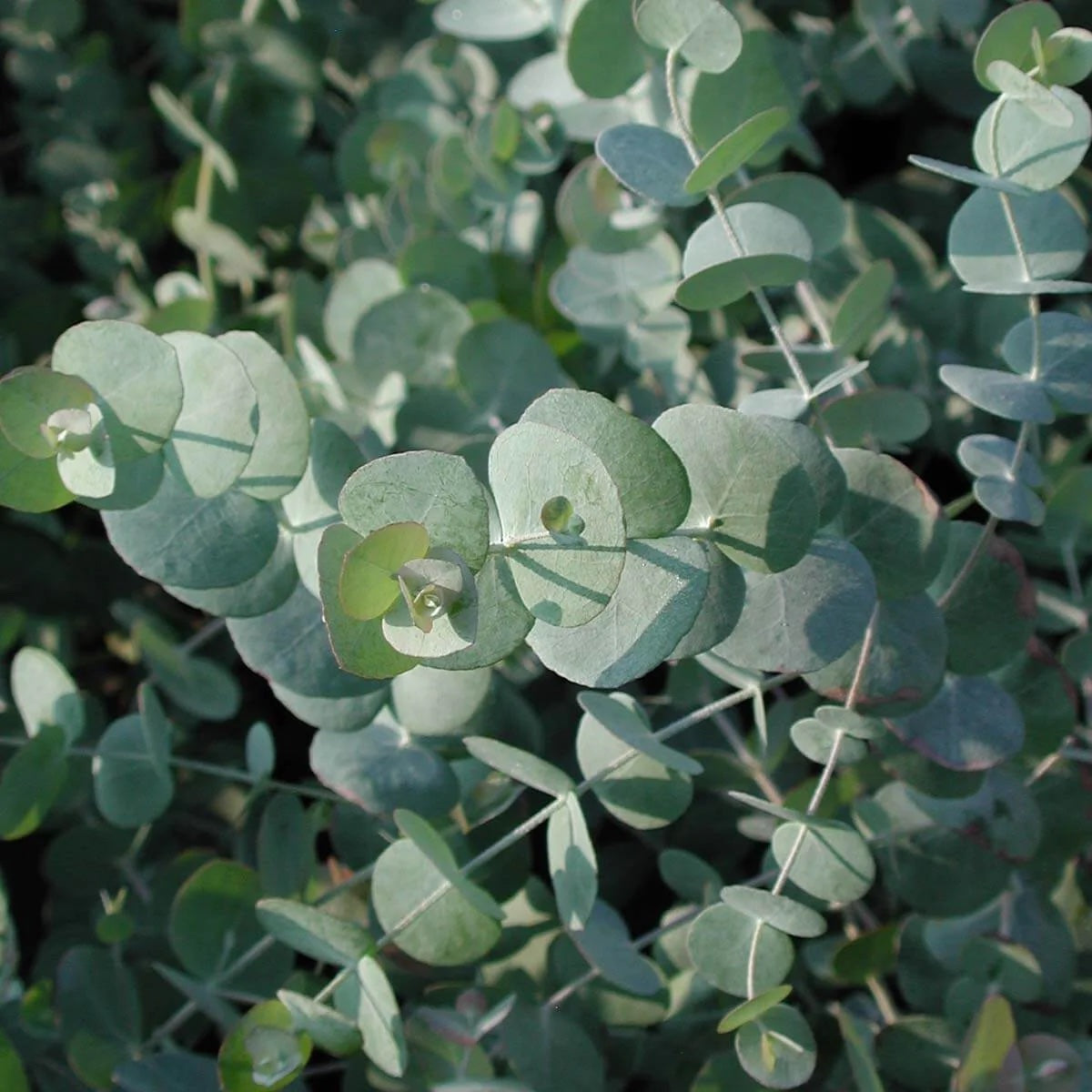 White Perennial Eucalyptus Silver Dollar Flower seeds for Planting Garden Favorite Heirloom & GMO Free Seeds for Home Garden