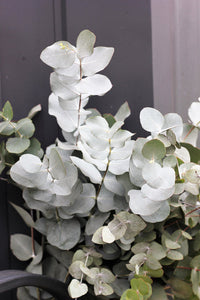 Silver Drop Eucalyptus Seeds Eucalyptus Gunnii Cider Gum Silver Blue Foliage