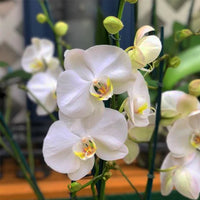Cream Phalaenopsis Orchid Flower seeds for Planting - Bright Blooms, Heirloom & GMO Free Seeds for Home Garden