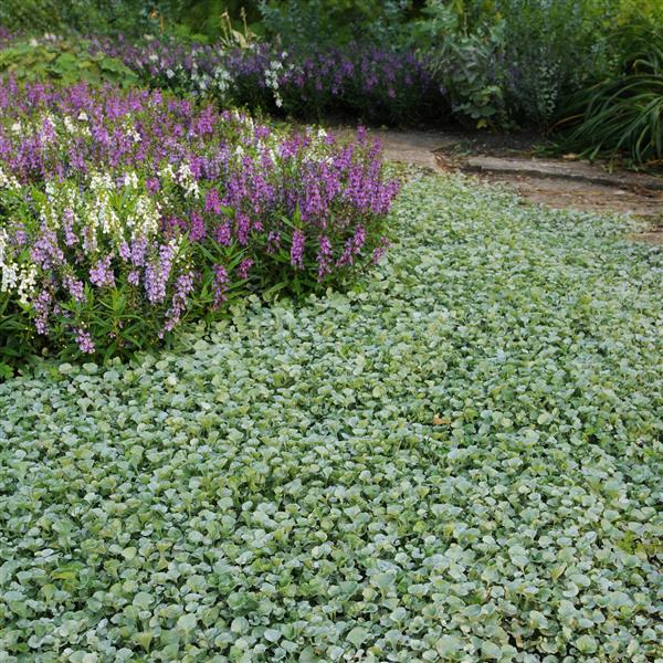 Pink Dichondra Repens Flower seeds for Planting - Perfect for Borders, Heirloom & GMO Free Seeds for Home Garden
