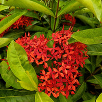 Ixora Red Flower Seeds for Planting  Vibrant Blossoms for Your Garden