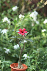 Adenium Flower seeds for Planting Cut Flower Favorite Heirloom & GMO Free Seeds for Home Garden