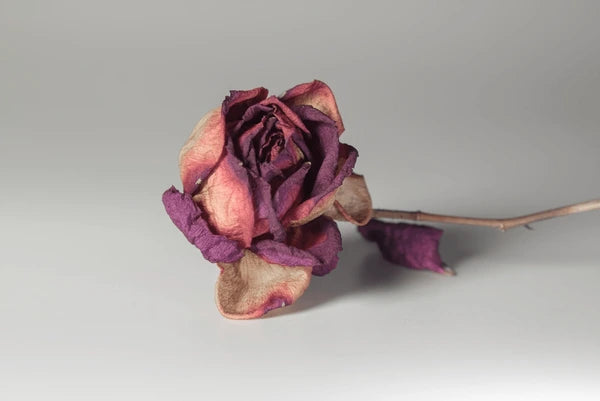 Death Rose Pink Flower seeds for Planting - Cottage Garden Essential, Heirloom & GMO Free Seeds for Home Garden