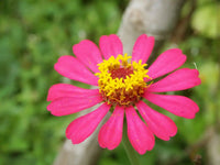 Single Petal Zinnia Mix Flower seeds for Planting Premium Quality Heirloom & GMO Free Seeds for Home Garden 
 
 Sale