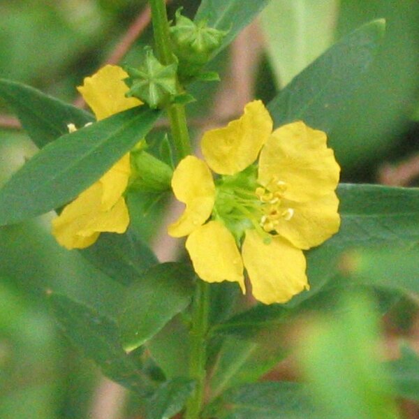 Sinicuichi Flower seeds for Planting - Hardy Variety, Heirloom & GMO Free Seeds for Home Garden