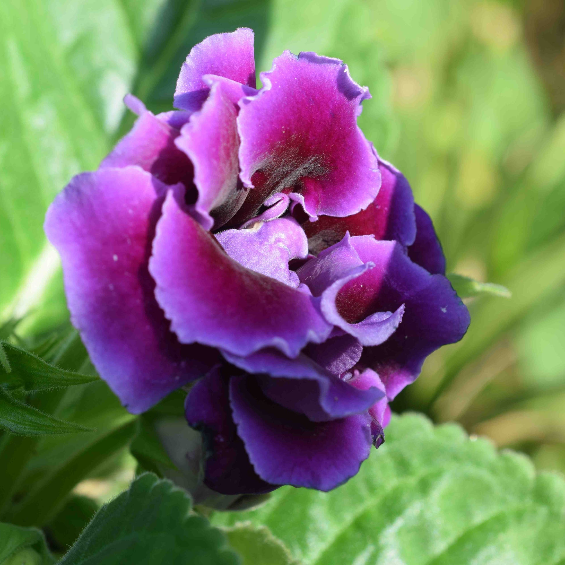 Violet Gloxinia Flower seeds for Planting Wildflower Mix Heirloom & GMO Free Seeds for Home Garden
 
 Sale