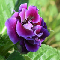 Violet Gloxinia Flower seeds for Planting Wildflower Mix Heirloom & GMO Free Seeds for Home Garden
 
 Sale