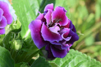 Gloxinia Flower seeds for Planting Wildflower Mix Heirloom & GMO Free Seeds for Home Garden
