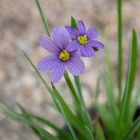 Sisyrinchium Flower seeds for Planting Low Maintenance Heirloom & GMO Free Seeds for Home Garden 
 
 Sale