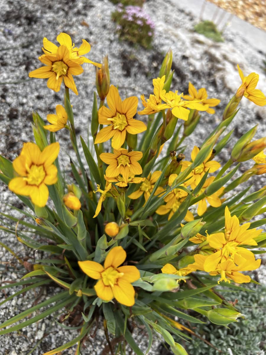Macrocarpum Flower seeds for Planting - Premium Quality, Heirloom & GMO Free Seeds for Home Garden