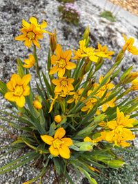 Macrocarpum Flower seeds for Planting - Premium Quality, Heirloom & GMO Free Seeds for Home Garden