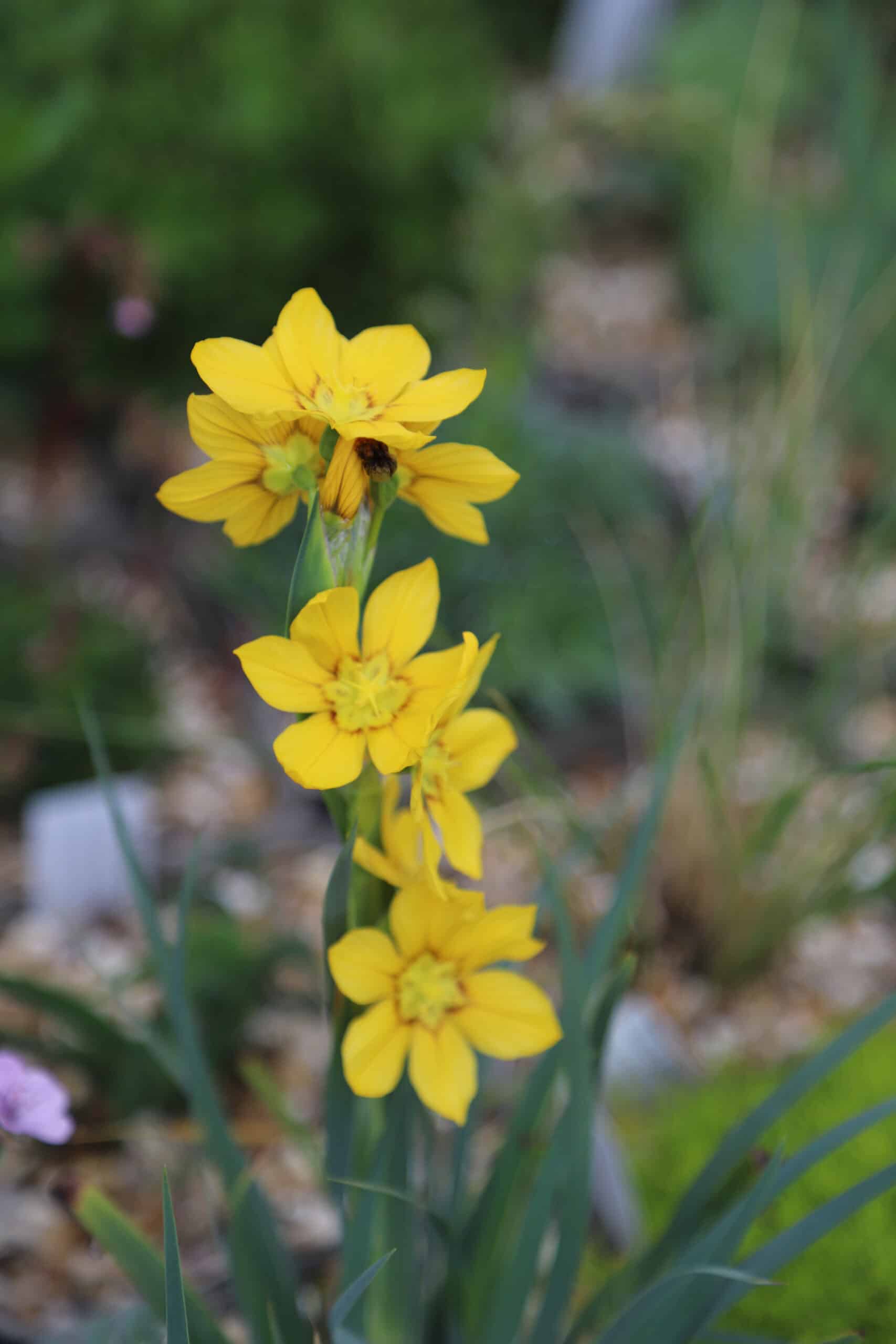 Macrocarpum Flower seeds for Planting - Premium Quality, Heirloom & GMO Free Seeds for Home Garden