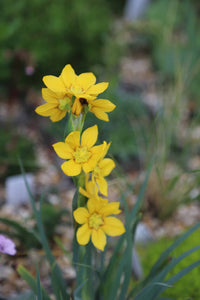 Macrocarpum Flower seeds for Planting - Premium Quality, Heirloom & GMO Free Seeds for Home Garden