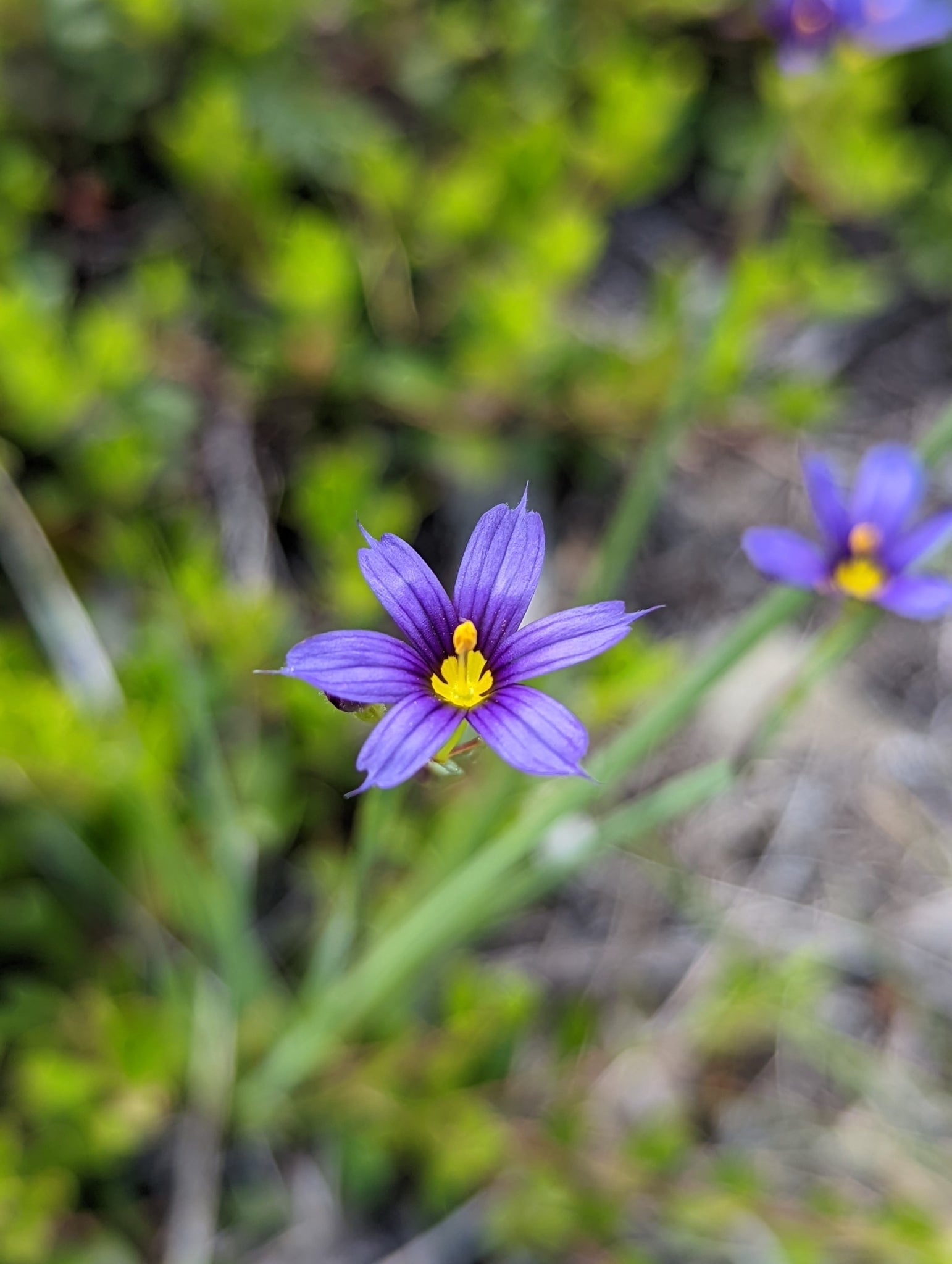 Sisyrinchium Montanum Flower seeds for Planting Perfect for Borders Heirloom & GMO Free Seeds for Home Garden