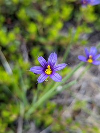 Sisyrinchium Montanum Flower seeds for Planting Perfect for Borders Heirloom & GMO Free Seeds for Home Garden