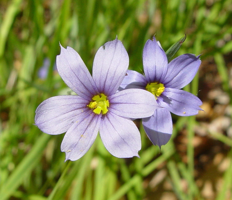 Sisyrinchium Montanum Flower seeds for Planting Perfect for Borders Heirloom & GMO Free Seeds for Home Garden