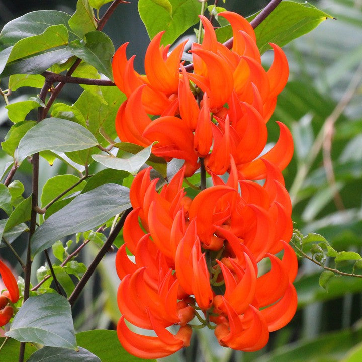 Red Jade Vine (Mucuna Bennettii) Flower seeds for Planting - Pollinator Friendly, Heirloom & GMO Free Seeds for Home Garden