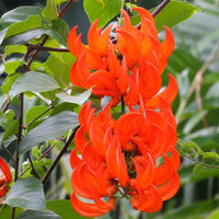 Red Jade Vine (Mucuna Bennettii) Flower seeds for Planting - Pollinator Friendly, Heirloom & GMO Free Seeds for Home Garden
