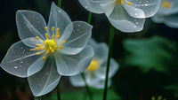 Perennial Skeleton Flower seeds for ornamental planting