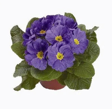 Light Blue Primula Autumn Flower Seeds for Planting Perfect for Borders Heirloom & GMO Free Seeds for Home Garden
 
 Sale