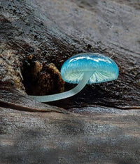 Sky blue mushroom seeds for planting