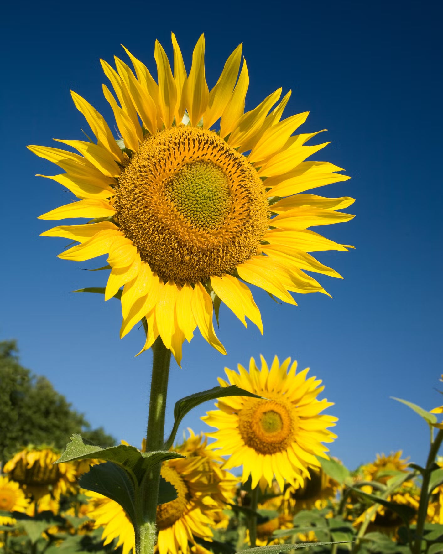Skyscraper SunFlower seeds for Planting Seasonal Bloomer Heirloom & GMO Free Seeds for Home Garden