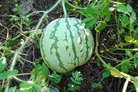 Freshly sliced Dixie Queen Watermelon showing red interior