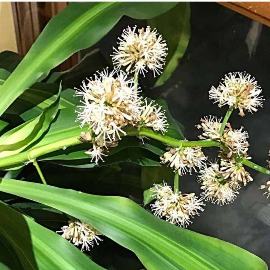 Green Dracaena Palm Flower seeds for Planting - Bright Blooms, Heirloom & GMO Free Seeds for Home Garden