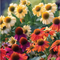 Echinacea Lustre Flower seeds for Planting Sun Loving Heirloom & GMO Free Seeds for Home Garden