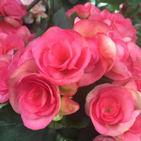 Rose Rieger Begonia Flower seeds for Planting Pollinator Friendly Heirloom & GMO Free Seeds for Home Garden