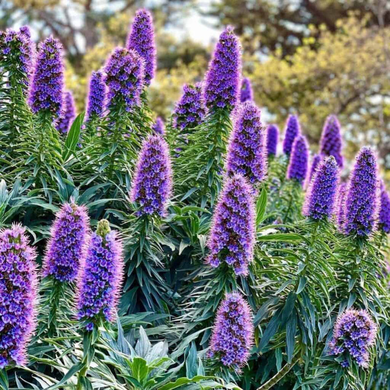 Purple Madeira Flower Seeds for Planting - Vibrant Blooms