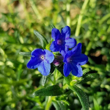 Heirloom Lithodora Flower seeds for Planting Compact Growth Heirloom & GMO Free Seeds for Home Garden