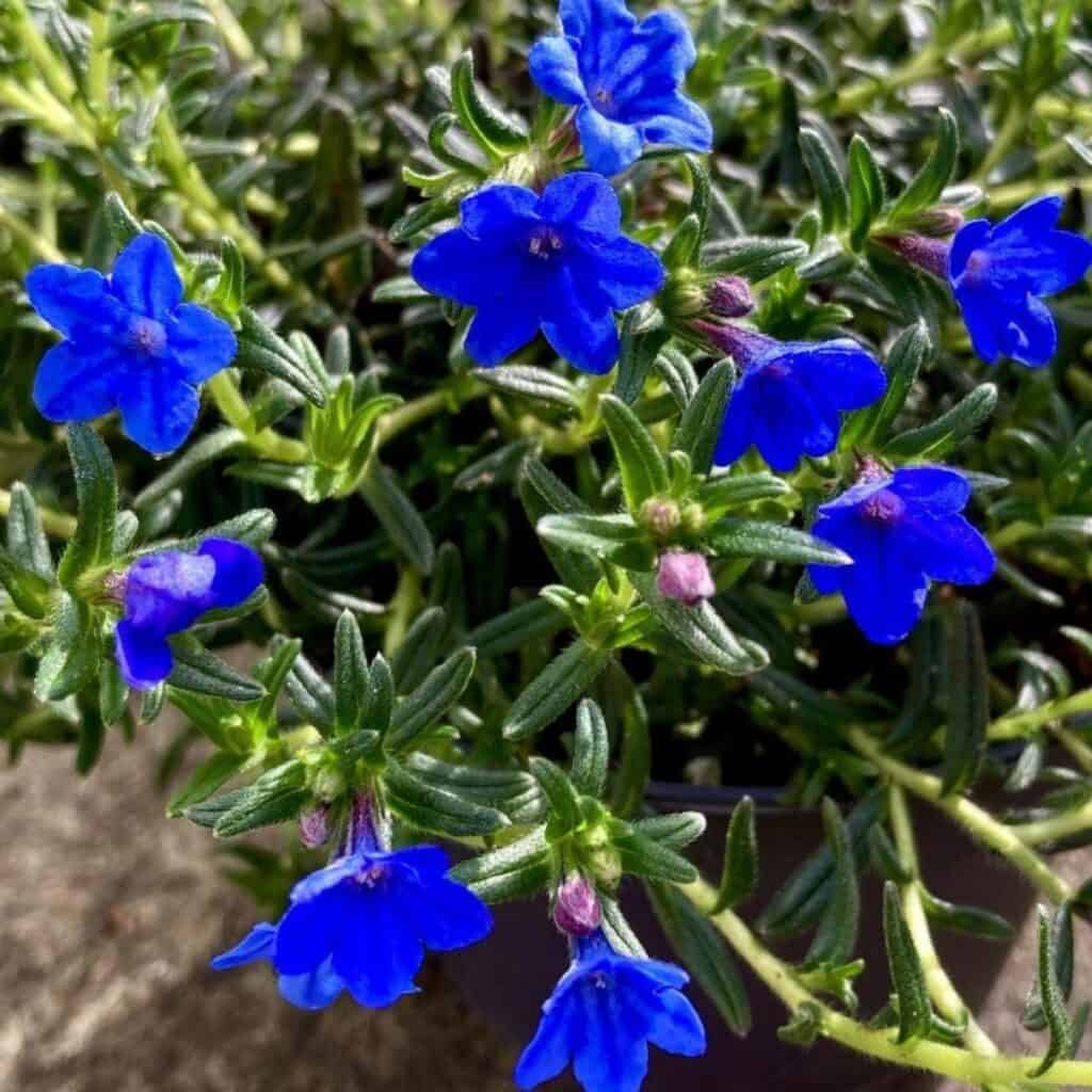 Heirloom Lithodora Flower seeds for Planting Compact Growth Heirloom & GMO Free Seeds for Home Garden