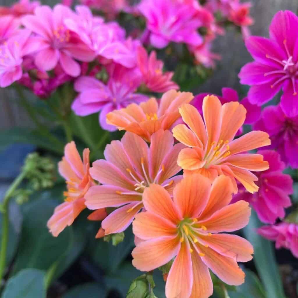 Pink Lewisia Flower seeds for Planting - Shade Tolerant, Heirloom & GMO Free Seeds for Home Garden