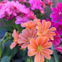 Pink Lewisia Flower seeds for Planting - Shade Tolerant, Heirloom & GMO Free Seeds for Home Garden