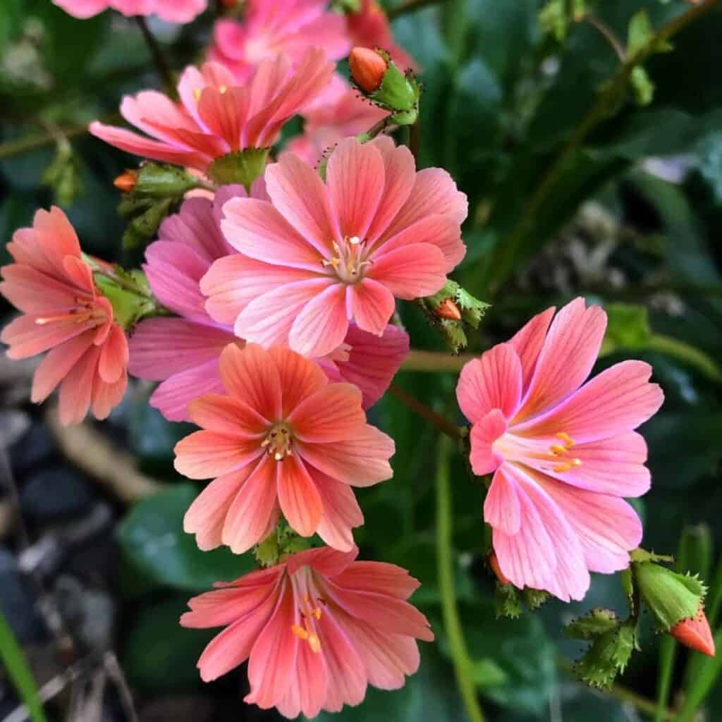 Pink Lewisia Flower seeds for Planting - Shade Tolerant, Heirloom & GMO Free Seeds for Home Garden