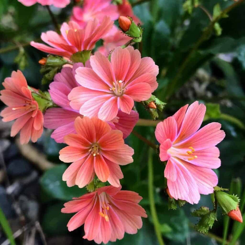 Pink Lewisia Flower seeds for Planting - Shade Tolerant, Heirloom & GMO Free Seeds for Home Garden
