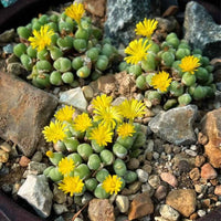 Conophytum Bilobum Cactus Seeds for Planting - Wildflower Mix, Heirloom & GMO Free Seeds for Home Garden