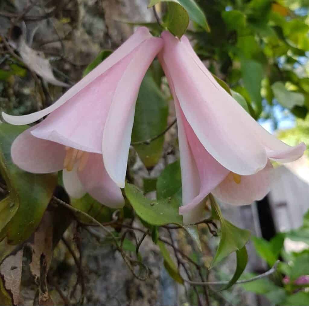 Chilean Bellflower Seeds (Lapageria Rosea) for Rare Garden Blooms