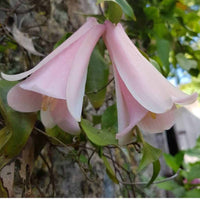 Chilean Bellflower Seeds (Lapageria Rosea) for Rare Garden Blooms