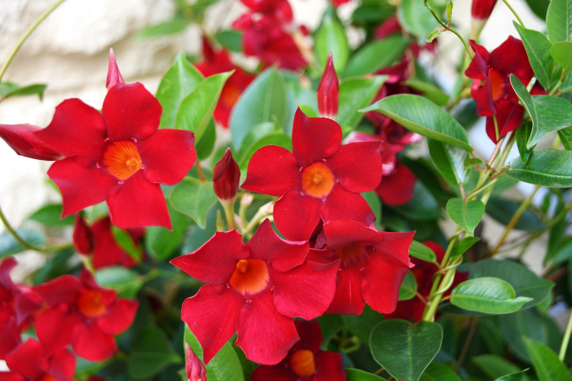 Sanderi Flower seeds for Planting Shade Tolerant Heirloom & GMO Free Seeds for Home Garden 
 
 Sale