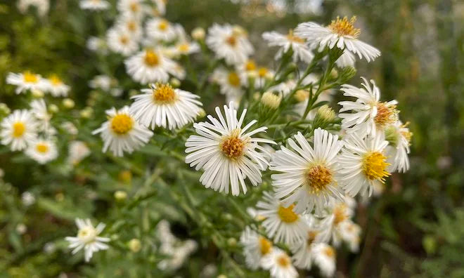 White Prairie Aster Flower seeds for Planting - Cut Flower Favorite, Heirloom & GMO Free Seeds for Home Garden
